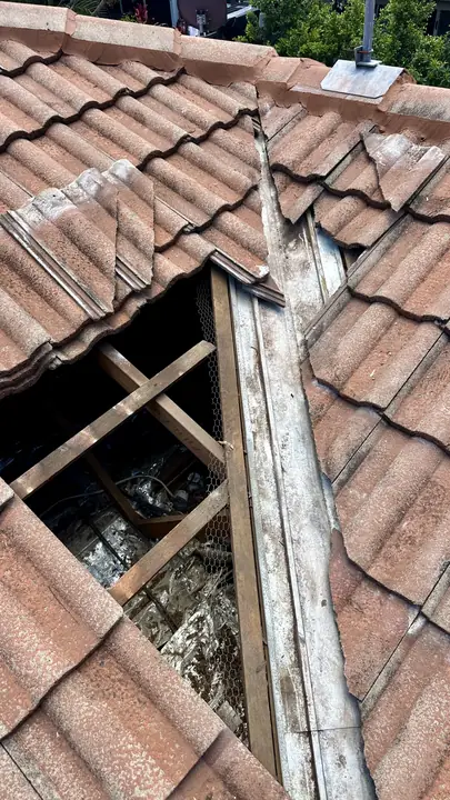 Tile valley opened for inspection, exposing old sheeting and sarking for sampling.